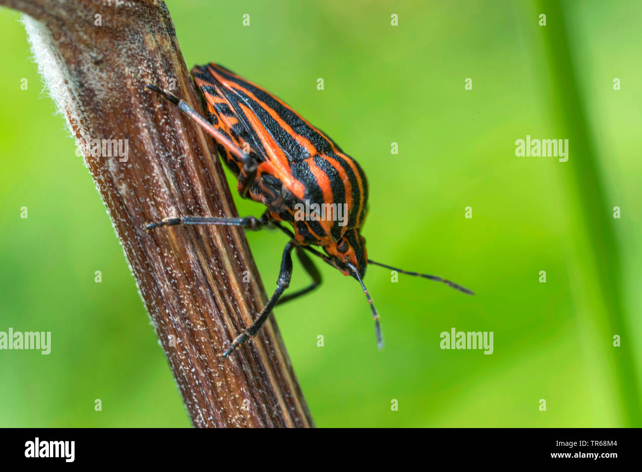 Italienische Striped-Bug, Minstrel Bug (Graphosoma lineatum, Graphosoma italicum), kopfüber an einem Stengel, Seitenansicht, Deutschland, Mecklenburg-Vorpommern Stockfoto