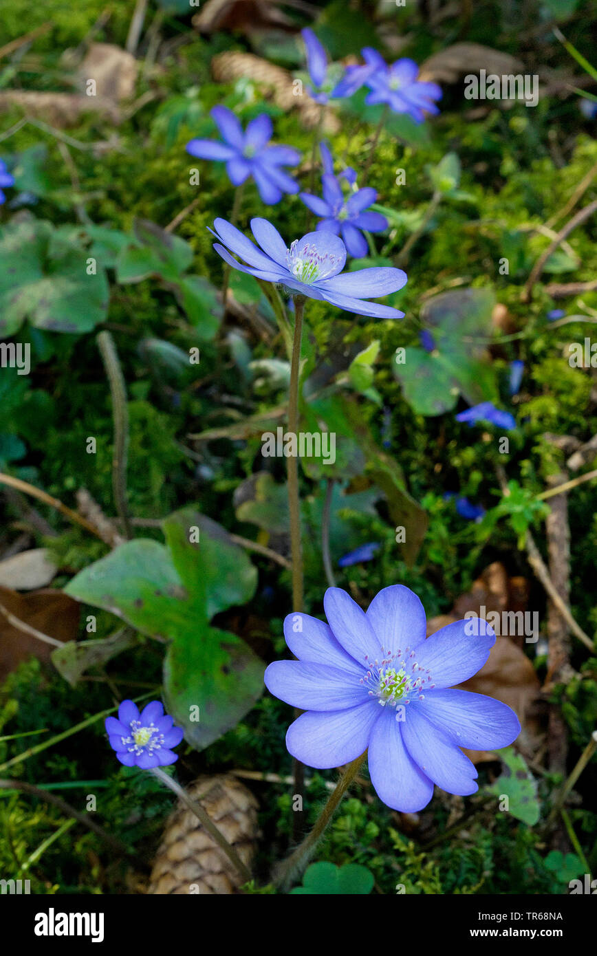 Leberblümchen liverleaf, Amerikanische Muskeltrainings (Hepatica nobilis, Anemone hepatica), blühende, Deutschland, Bayern Stockfoto
