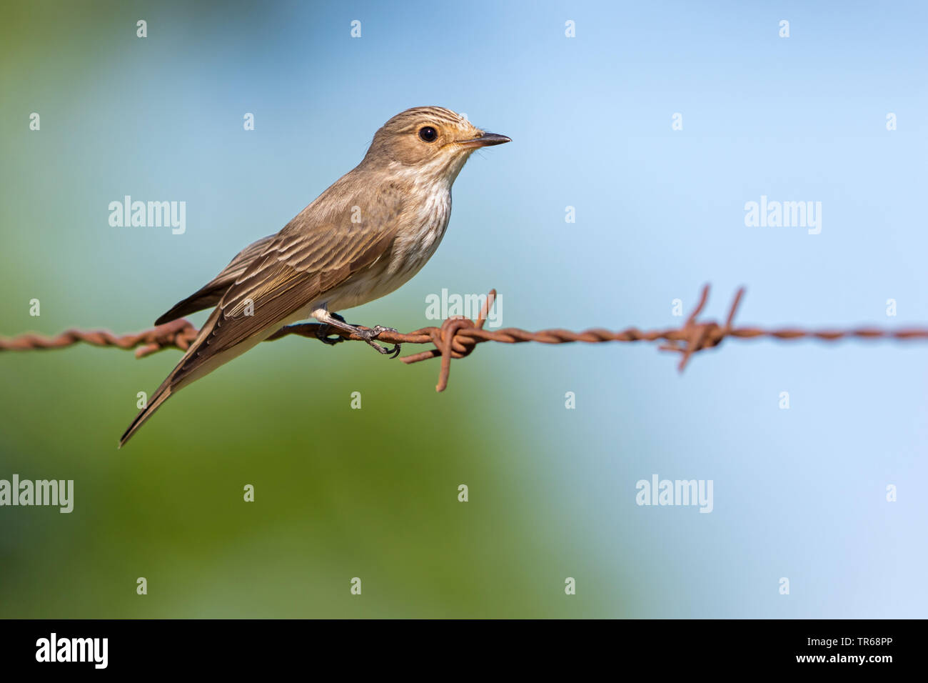 Gefleckte schopftyrann (Muscicapa Striata), auf einem rostigen Stacheldraht zaun sitzend, Lesbos, Griechenland Stockfoto