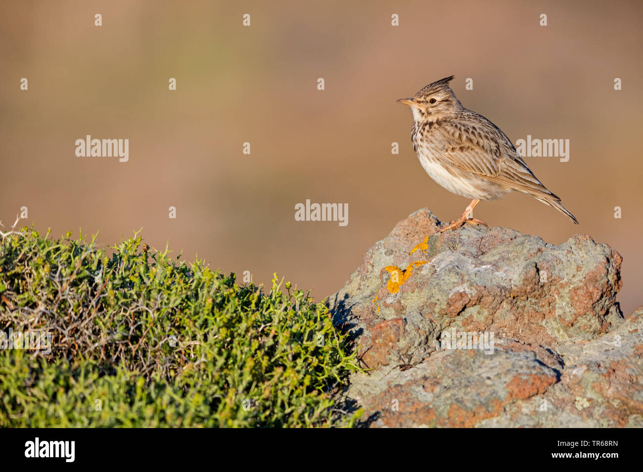 Crested Lark (Galerida cristata), auf einem Felsen, Griechenland, Lesbos Stockfoto