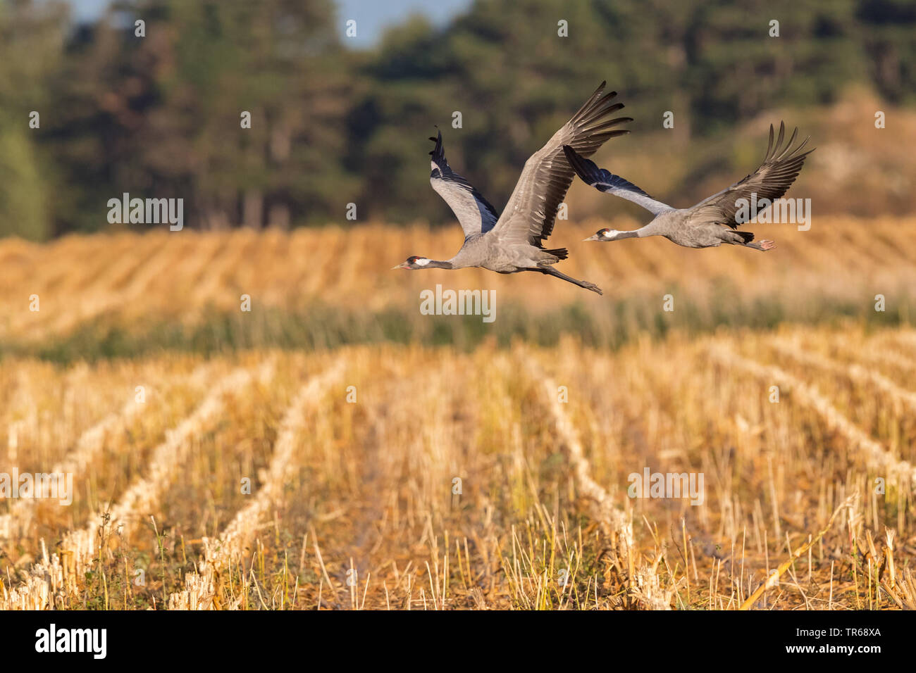 Kranich, Eurasische Kranich (Grus Grus), zwei Kräne im Flug über einen Drei-tage-Feld, Deutschland, Mecklenburg-Vorpommern Stockfoto