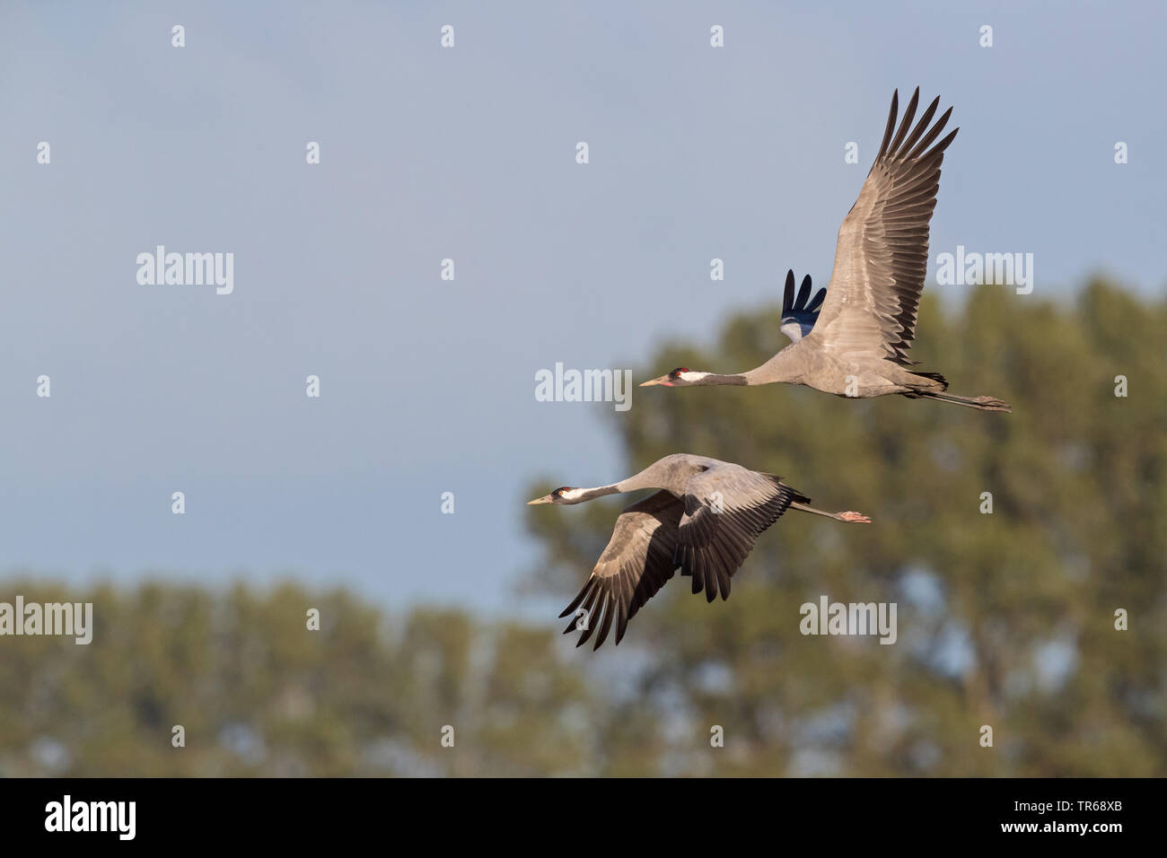 Kranich, Eurasische Kranich (Grus Grus), zwei Kräne im Flug, Deutschland, Mecklenburg-Vorpommern Stockfoto