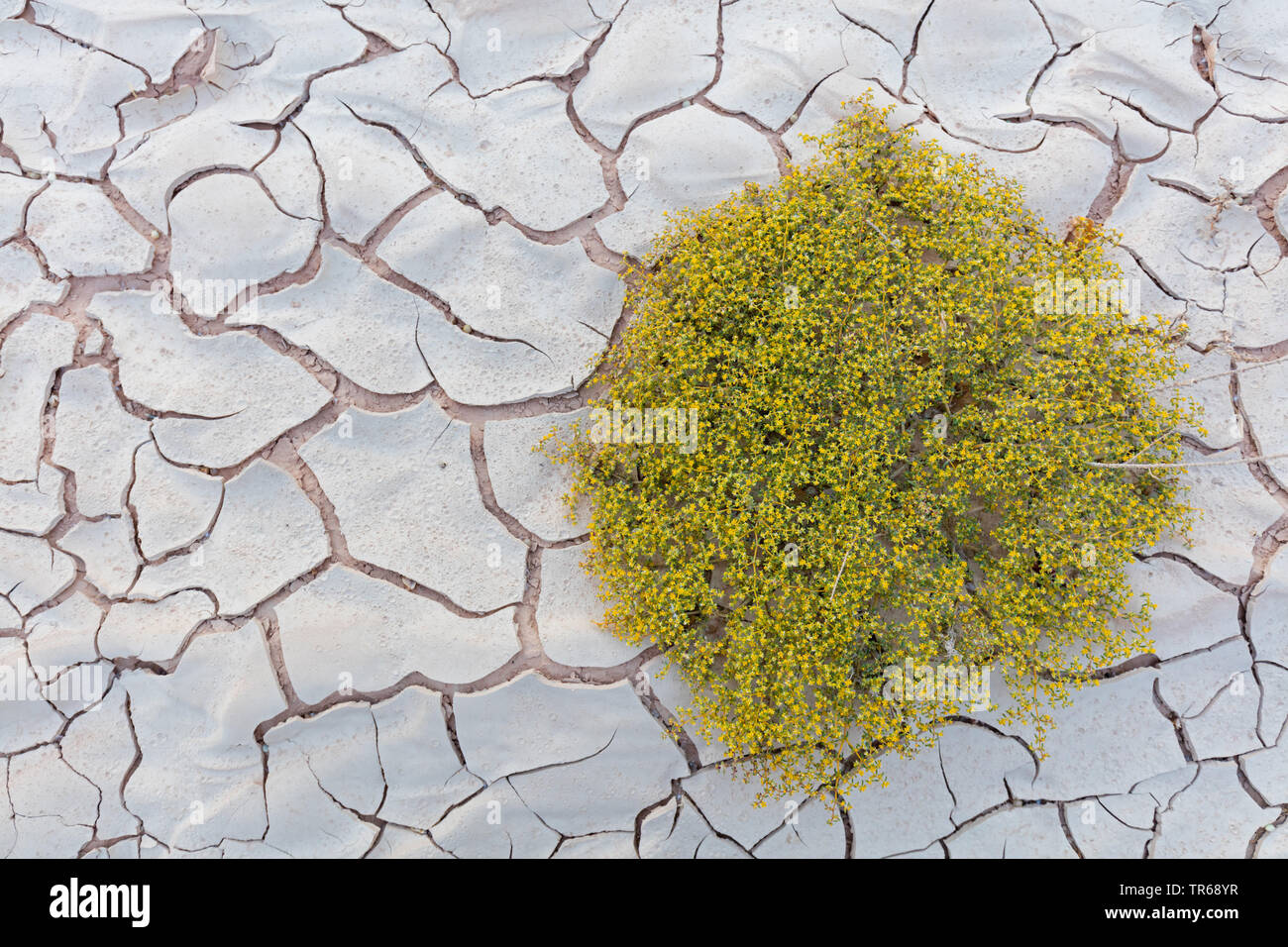 Trockener Boden eines ehemaligen Akko, Israel Stockfoto