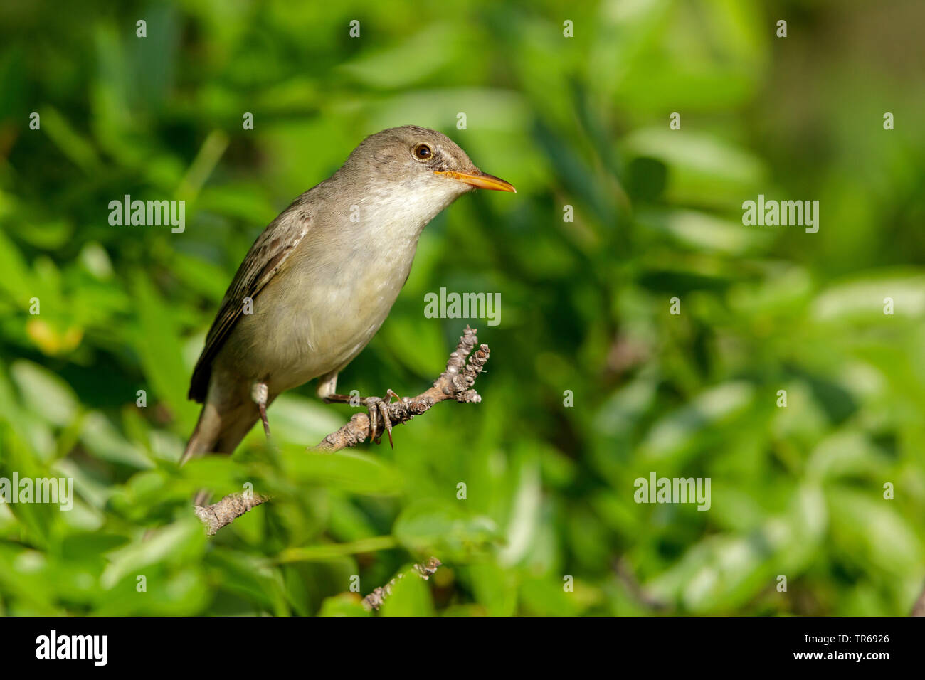 Olive-tree Warbler (Hippolais olivetorum), auf einem Zweig, Griechenland, Lesbos Stockfoto