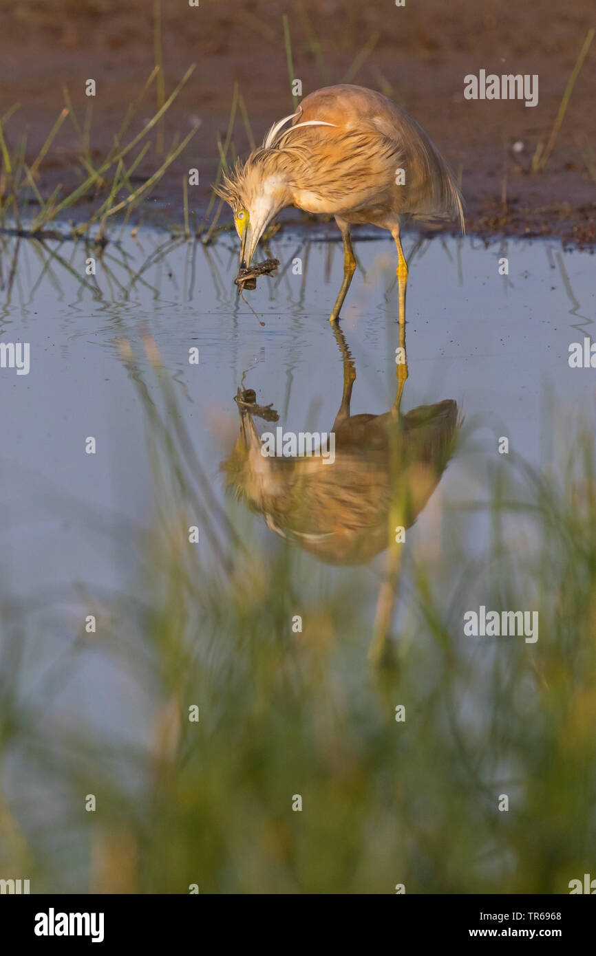 Squacco Heron (Ardeola ralloides), die von der Wasserseite mit Beute im Schnabel, USA, Florida Stockfoto