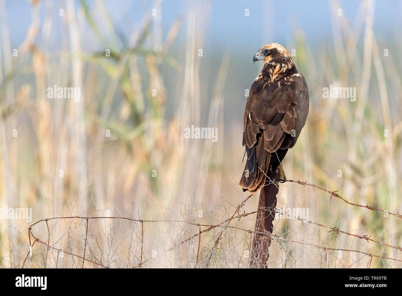 Western Rohrweihe (Circus aeruginosus), sitzend auf einem korrodierte Stacheldraht zaun, Israel Stockfoto
