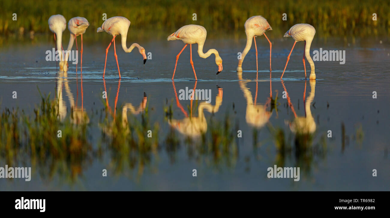 Mehr Flamingo (Phoenicopterus roseus, Phoenicopterus ruber Roseus), troop Nahrungssuche im flachen Wasser, Griechenland, Lesbos Stockfoto