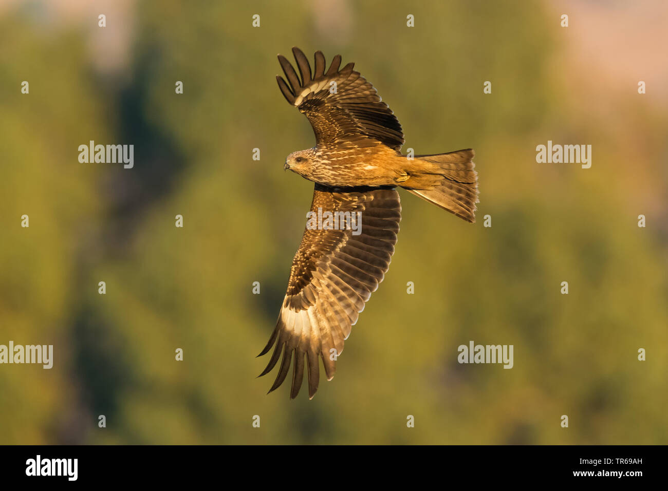 Schwarze Drachen, Yellow-billed Kite (MILVUS MIGRANS), Fliegen, Israel Stockfoto