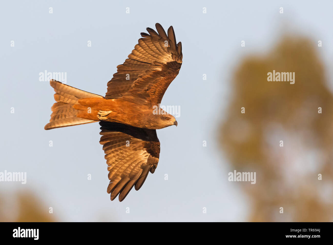 Schwarze Drachen, Yellow-billed Kite (MILVUS MIGRANS), Fliegen, Israel Stockfoto