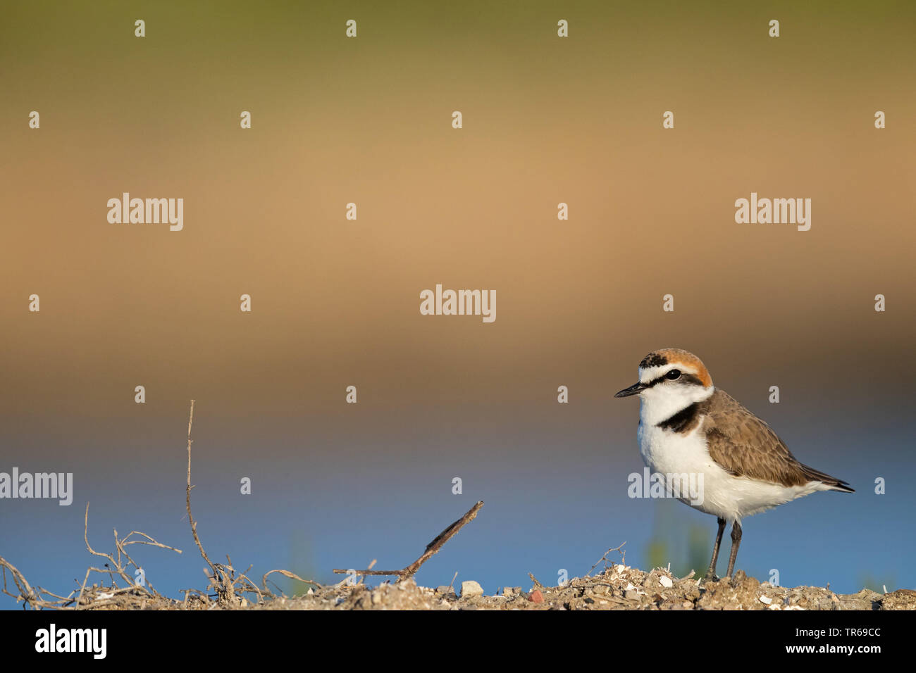Seeregenpfeifer (Charadrius alexandrinus), auf dem Boden sitzend, Seitenansicht, Griechenland, Lesbos Stockfoto