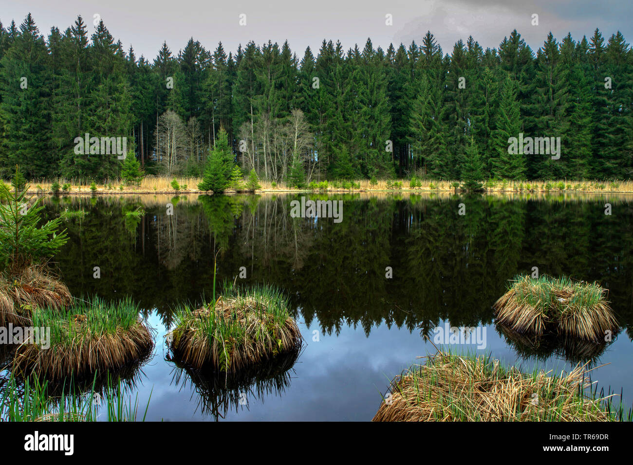 Teich mit Dämmen, ehemaliger Torf- Website, Deutschland, Bayern, Oberbayern, Oberbayern Stockfoto