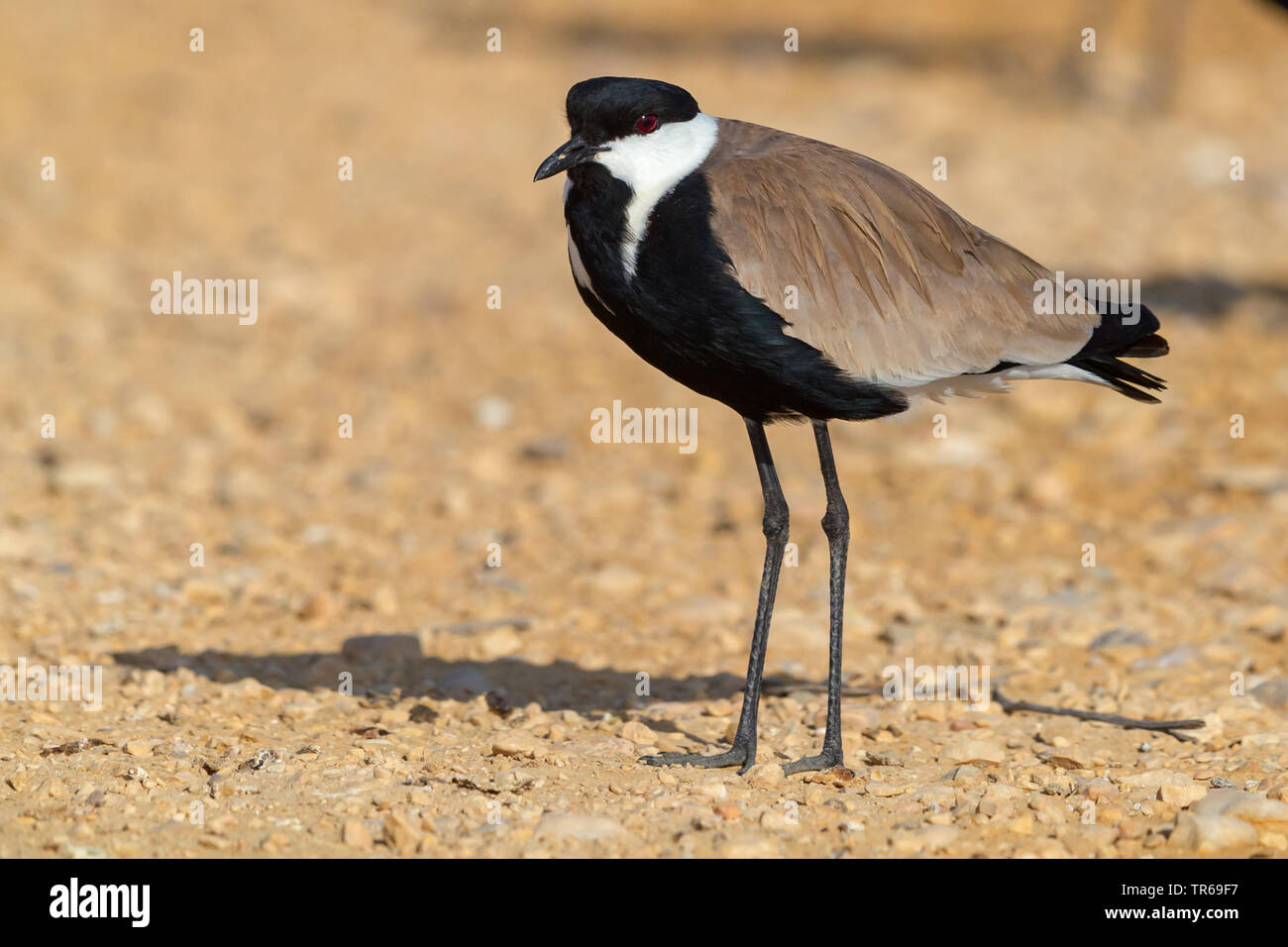 Sporn - winged plover (Vanellus spinosus, Hoplopterus Spinosus), auf dem Boden, Israel Stockfoto