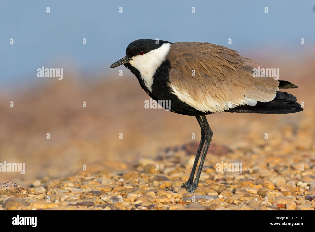 Sporn - winged plover (Vanellus spinosus, Hoplopterus Spinosus), auf dem Boden, Israel Stockfoto