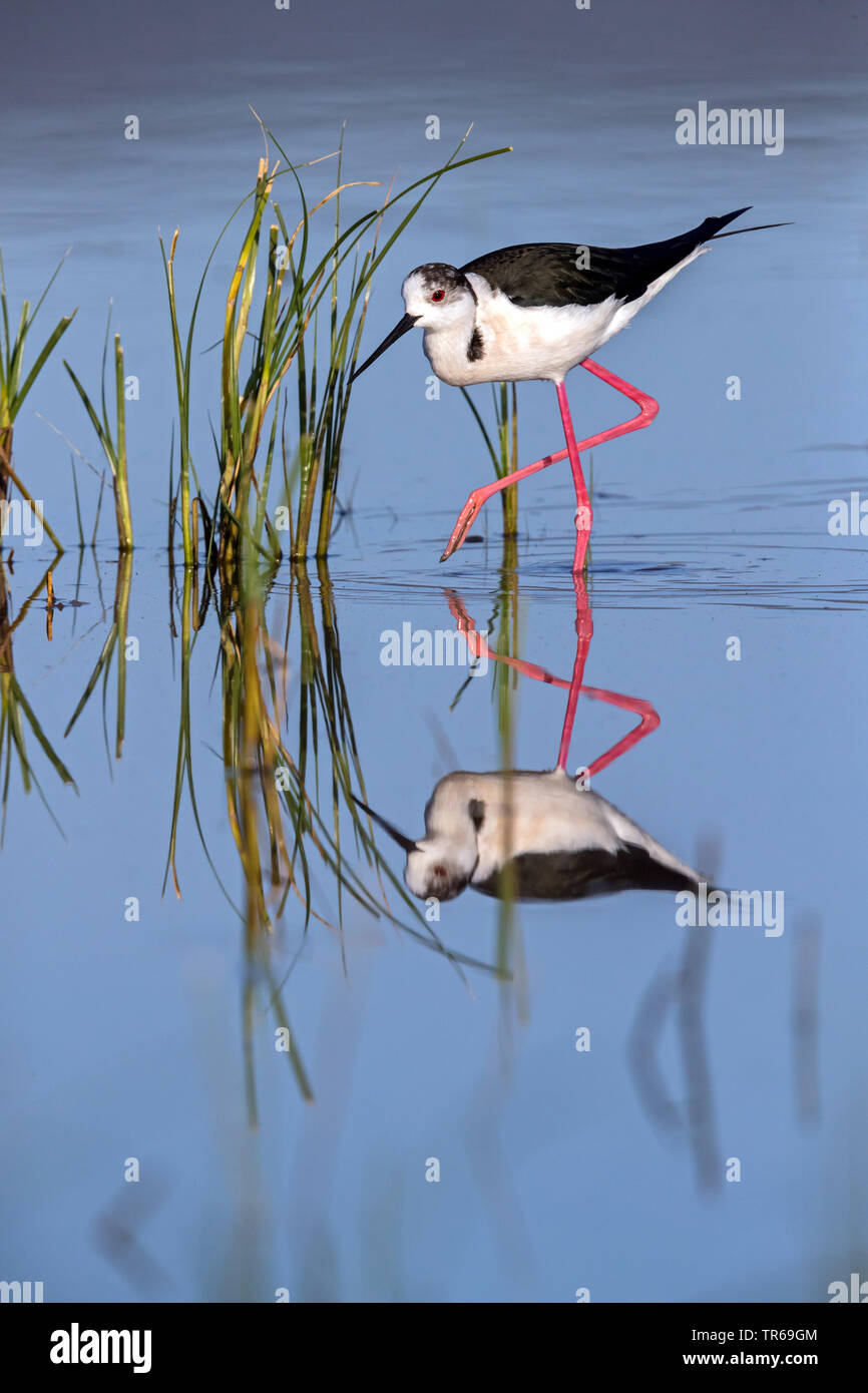 Schwarz - geflügelte Stelzenläufer (Himantopus himantopus) in Wasser, Griechenland, Lesbos Stockfoto