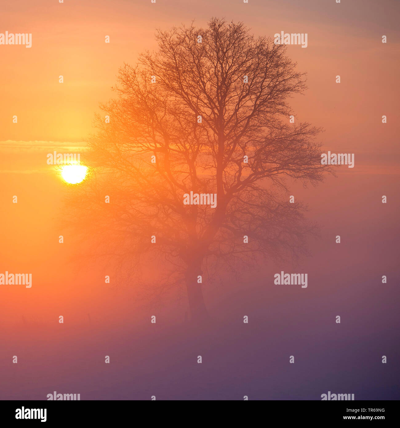 Eiche (Quercus spec.), Eiche mit Raureif im Nebel, Deutschland, Niedersachsen Stockfoto