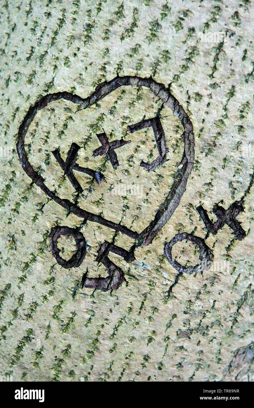 Herz carved in eine Rinde, Deutschland, Mecklenburg-Vorpommern, Rügen Stockfoto