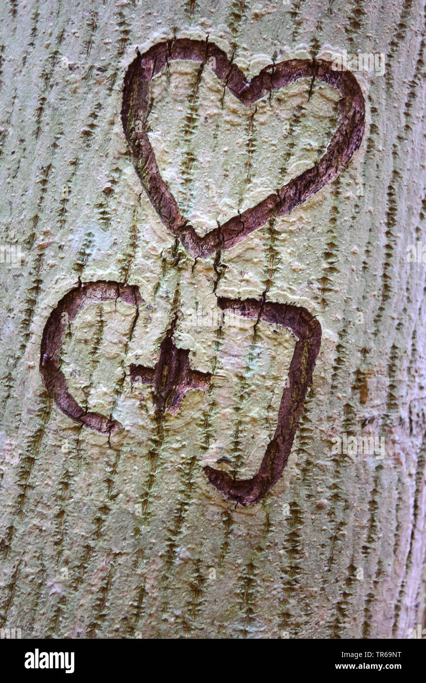 Herz carved in eine Rinde, Deutschland, Mecklenburg-Vorpommern, Rügen Stockfoto
