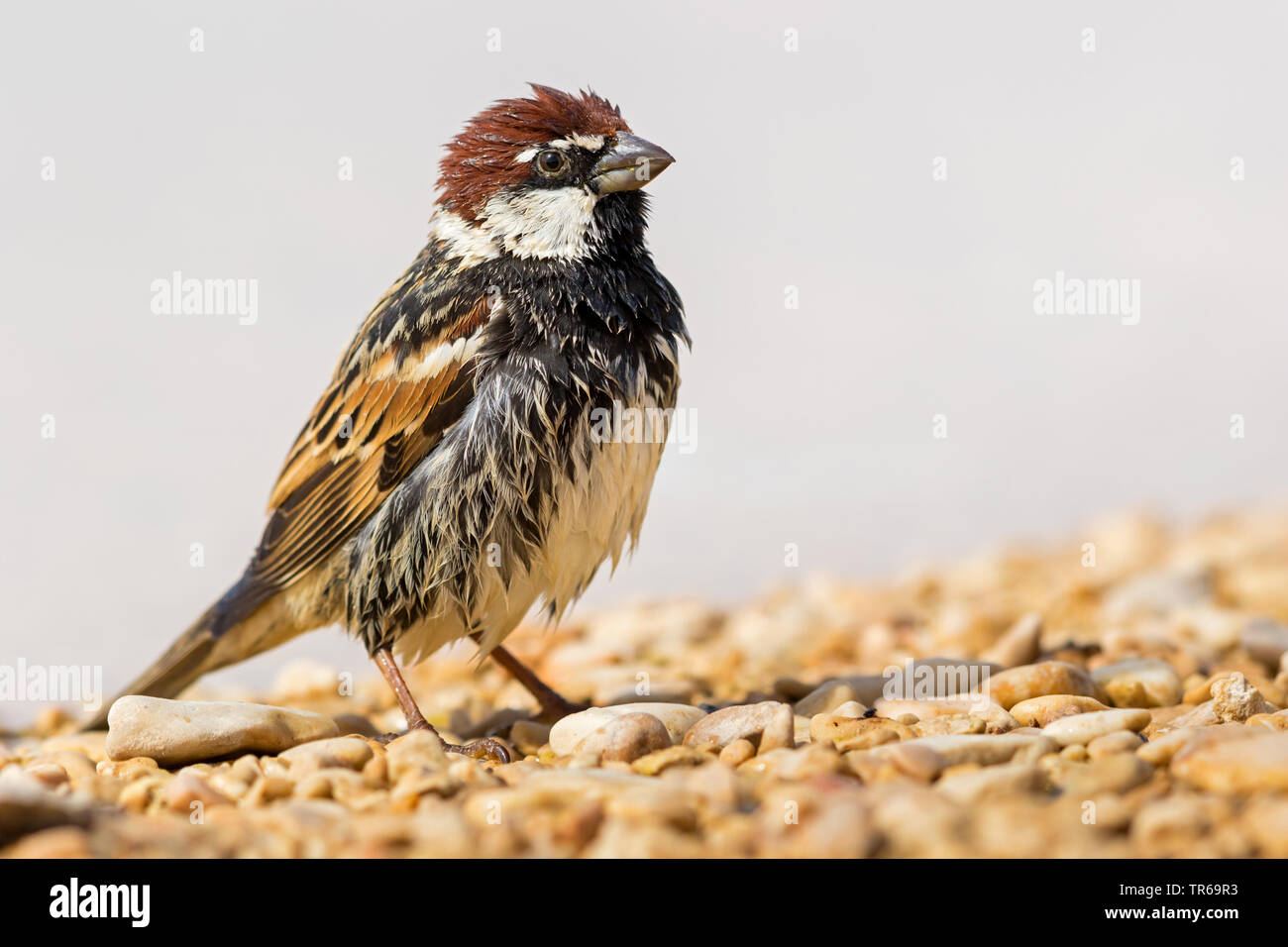 Spanisch sparrow (Passer hispaniolensis), männlich nach dem Baden, Israel Stockfoto