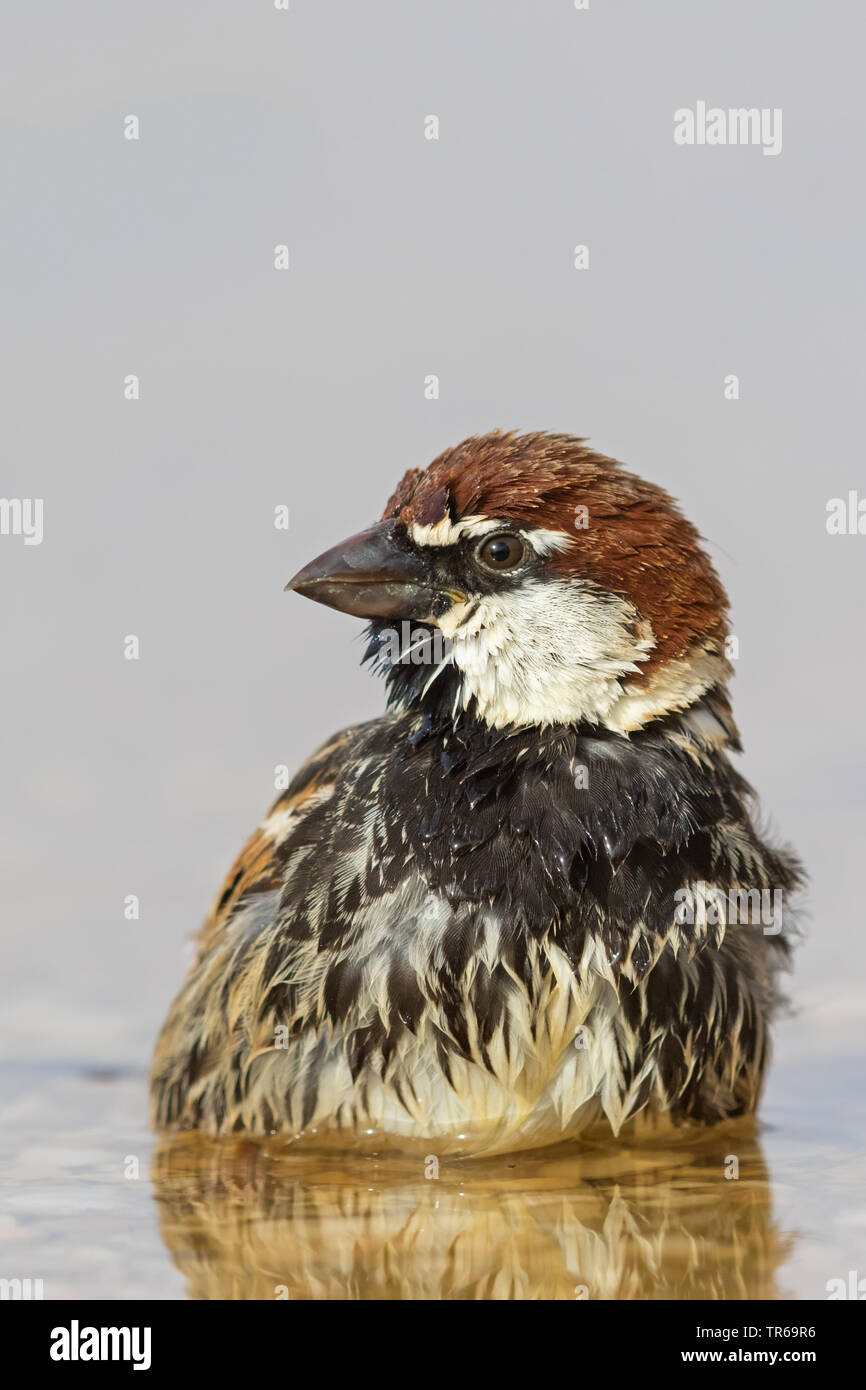 Spanisch sparrow (Passer hispaniolensis), Baden männlich, Israel Stockfoto