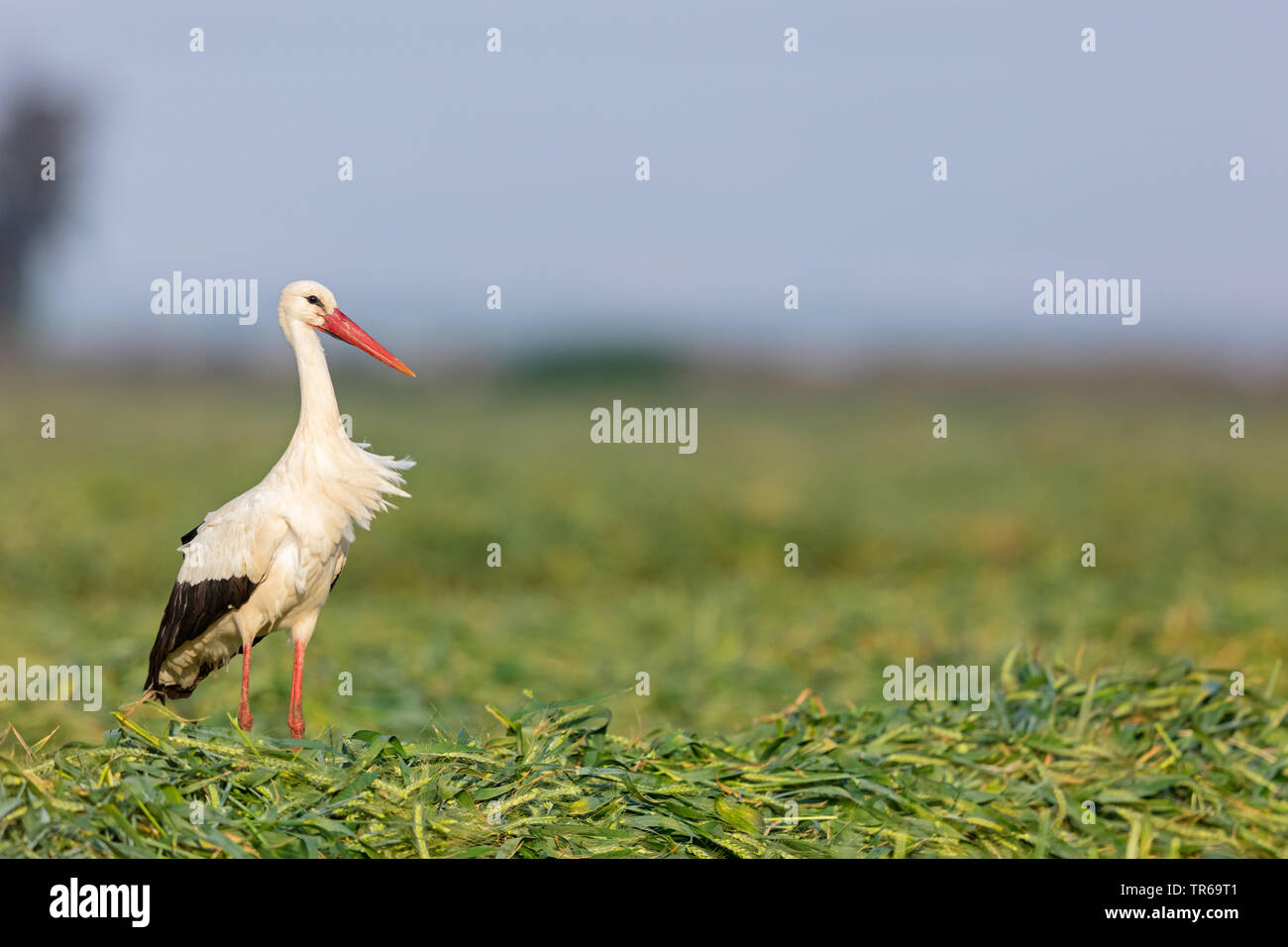 Weißstorch (Ciconia ciconia), stehen in einem Maisfeld, Seitenansicht, Israel Stockfoto