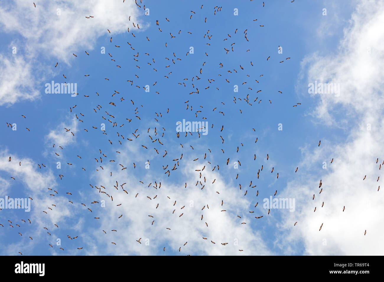 Weißstorch (Ciconia ciconia), fliegende Herde in den Himmel, Ansicht von unten, Israel Stockfoto