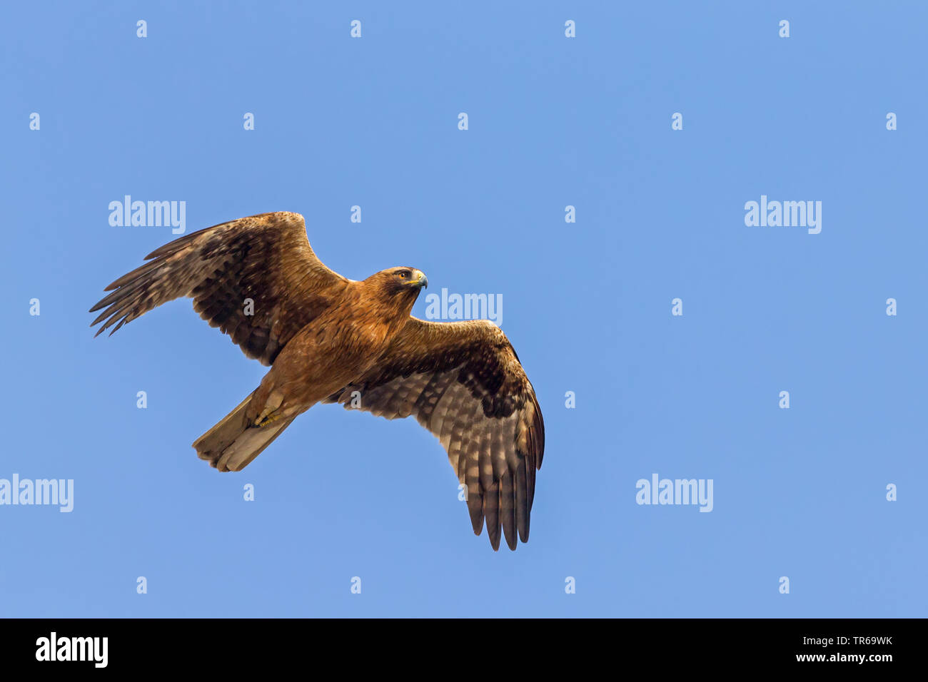 Zwergadler (Hieraaetus pennatus), im Segelflug im Blauen Himmel, Israel Stockfoto