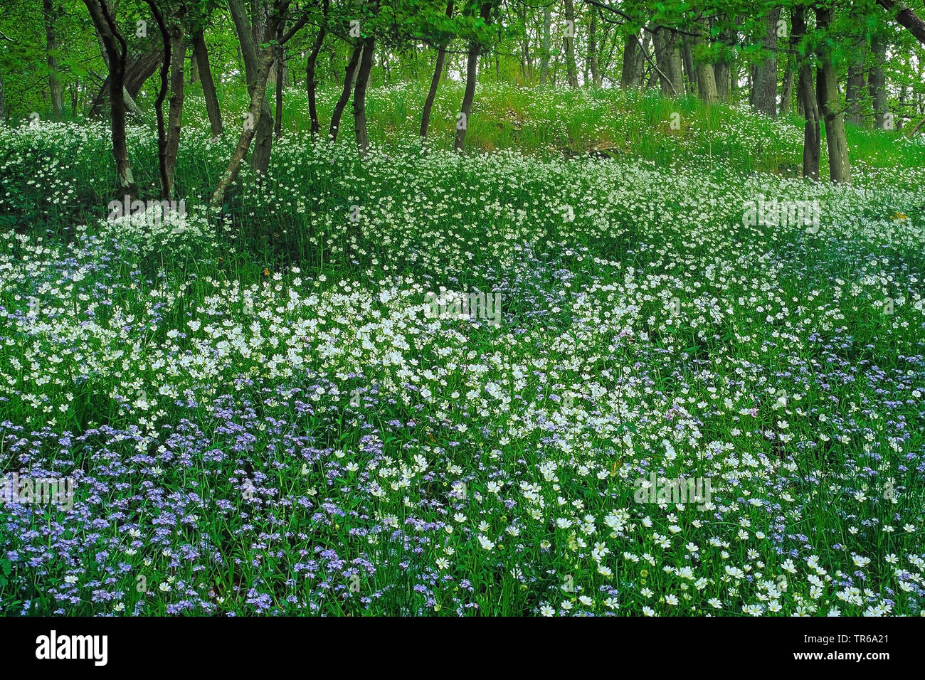 Easterbell starwort, größere Sternmiere (Stellaria holostea), Feder Holz mit starort und Vergissmeinnicht, Deutschland, Rheinland-Pfalz, Eifel Stockfoto