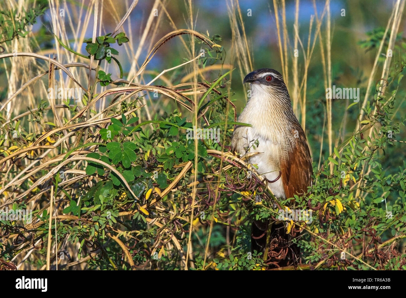 Weiß der tiefsten coucal (Centropus Superciliosus), sitzend auf einem Busch, Sambia Stockfoto