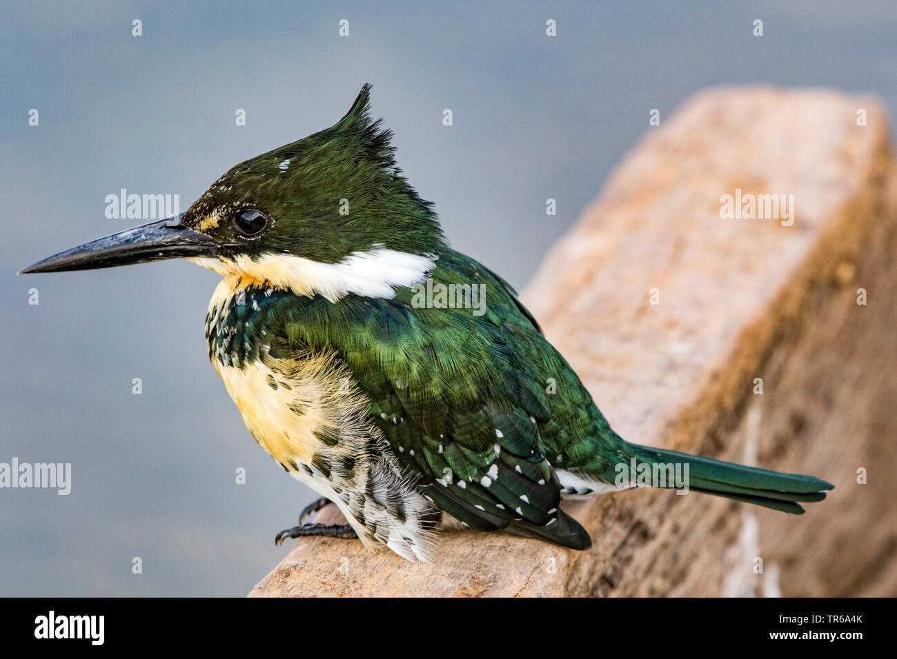 Green Kingfisher (Chloroceryle americana), sitzen auf einer Mauer, Brasilien, Pantanal, Pantanal Matogrossense Nationalpark, Mato Grosso Stockfoto