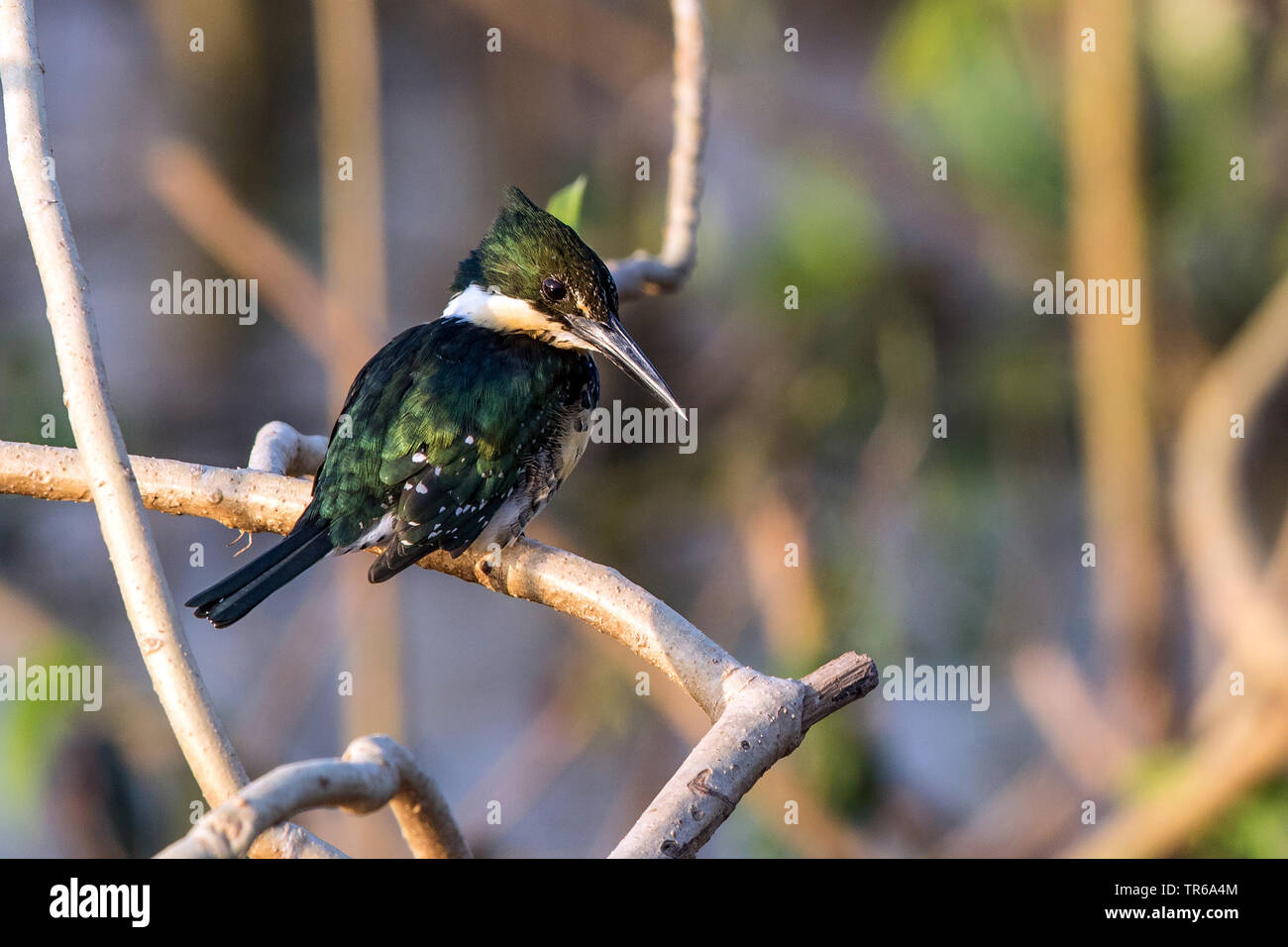 Green Kingfisher (Chloroceryle americana), sitzend auf einem Zweig, Brasilien, Pantanal, Pantanal Matogrossense Nationalpark, Mato Grosso Stockfoto