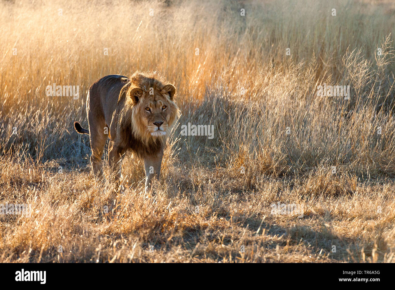 Kalahari Löwen (Panthera leo Panthera vernayi vernayi,), männliche Löwe stand in der Savanne, Südafrika, Kalahari Kalahari Gemsbok National Park Stockfoto