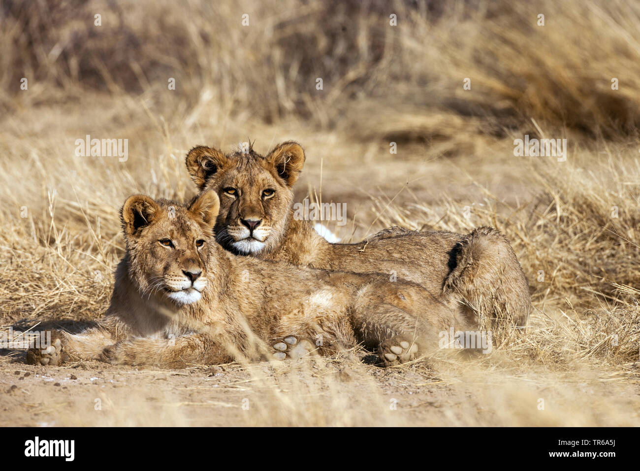 Kalahari Löwen (Panthera leo Panthera vernayi vernayi,), zwei Löwen in der Savanne, Südafrika, Kalahari lügen, Kalahari Gemsbok National Park Stockfoto