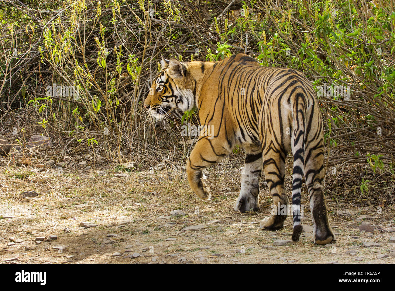 Bengal Tiger (Panthera tigris tigris), Roaming, Indien, Radjasthan, Ranthambore Nationalpark Stockfoto