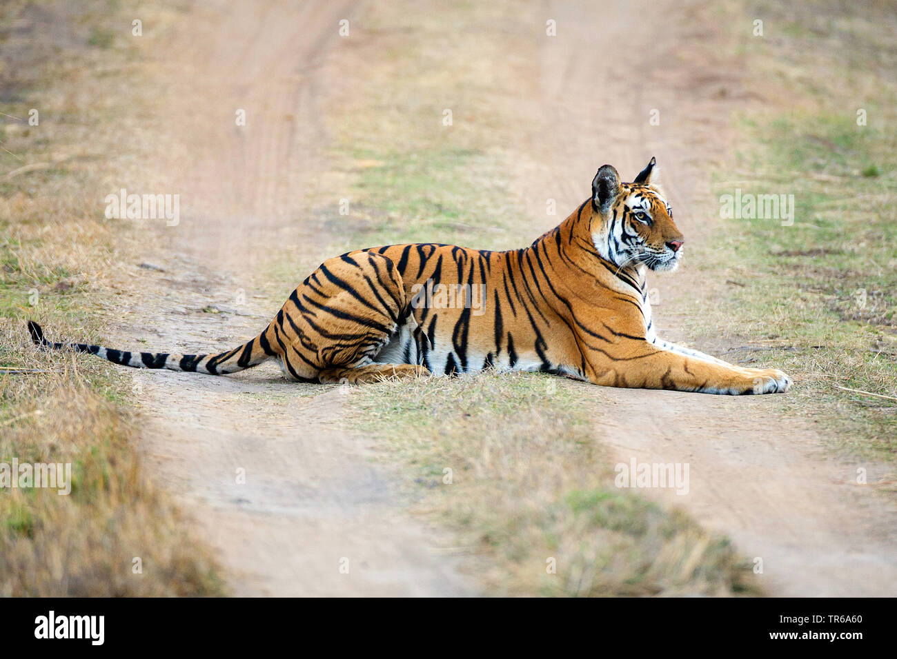 Bengal Tiger (Panthera tigris tigris), tigerin Mutschili liegend auf einer unbefestigten Straße, Seitenansicht, Indien, Ranthambore Nationalpark, Radjasthan Stockfoto