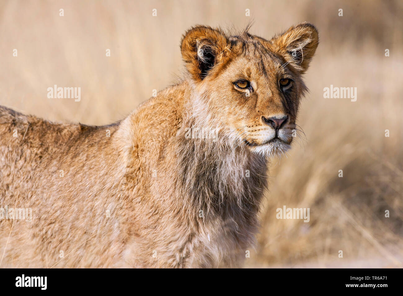 Kalahari Löwen (Panthera leo Panthera vernayi vernayi,), Löwin, Porträt, Südafrika, Kalahari Gemsbok National Park Stockfoto