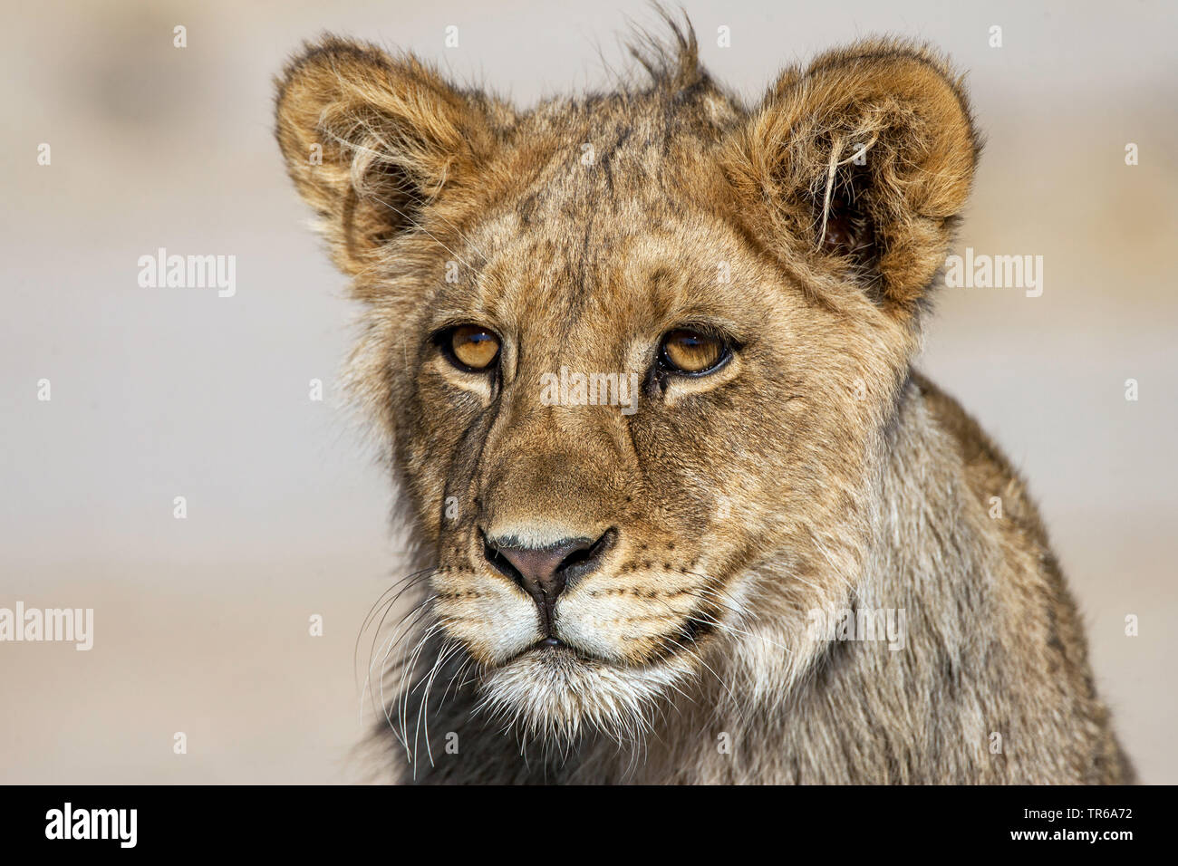 Kalahari Löwen (Panthera leo Panthera vernayi vernayi,), lion pup, Porträt, Südafrika, Kalahari Gemsbok National Park Stockfoto