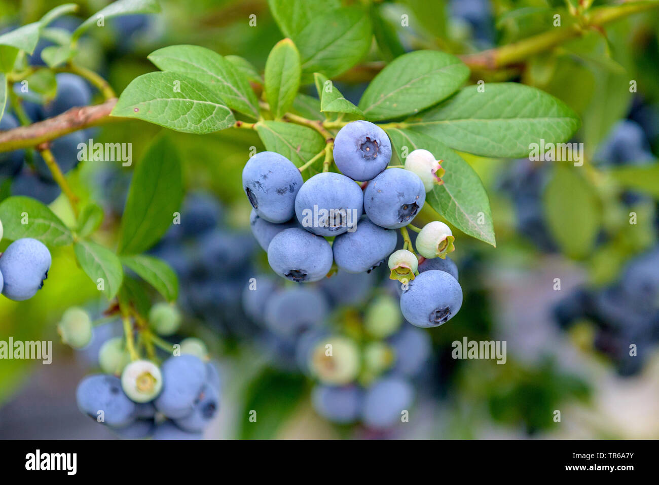 Hohe Blueberry, Amerikanische Blaubeere, blueberry Sumpf (Vaccinium corymbosum 'Bluecrop', Vaccinium corymbosum Bluecrop), Beeren der Sorte Bluecrop Stockfoto