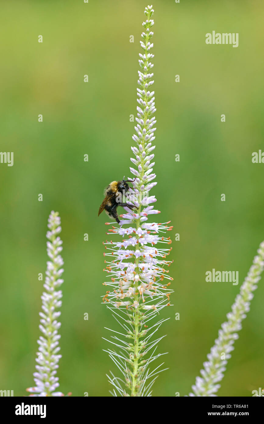 Culver's-root (Veronicastrum virginicum), blühende mit demütiger Bee Stockfoto