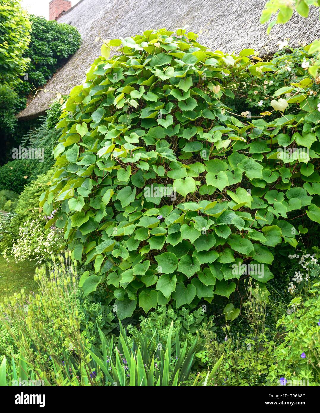 Crimson Glory Rebe (Vitis coignetiae, Vitis Kaempferi), Blätter Stockfoto