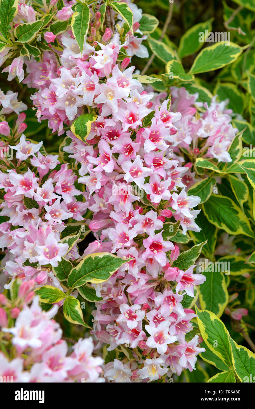 Altmodische weigela (Weigela 'Nana Variegata' Weigela Nana Variegata), blühende, Sorte Nana Variegata Stockfoto