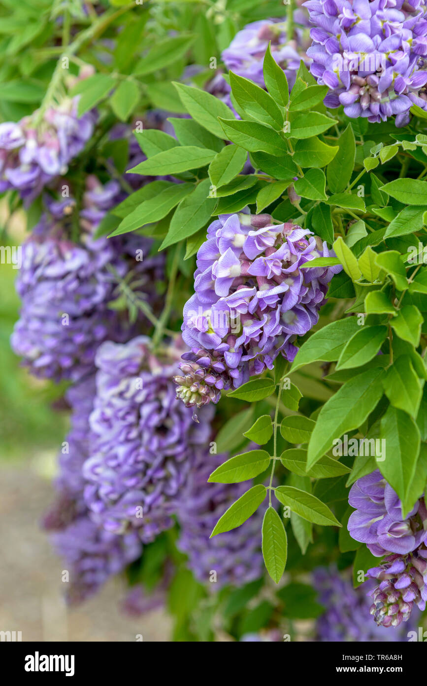 Amerikanische Glyzine (Wisteria frutescens 'Amethyst' fällt, Wisteria frutescens Amethyst Falls), blühende, Sorte Amethyst fällt, Deutschland, Sachsen Stockfoto