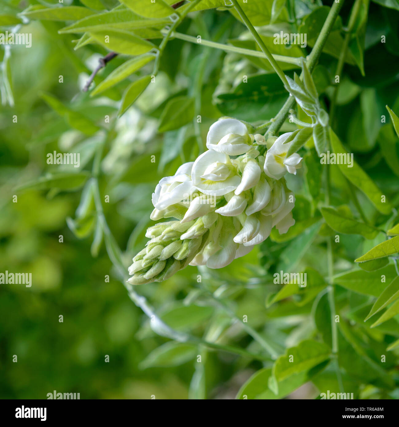 Chinesische glyzine (Wisteria sinensis 'Nivea', Wisteria sinensis Nivea), blühende, Sorte Nivea Stockfoto