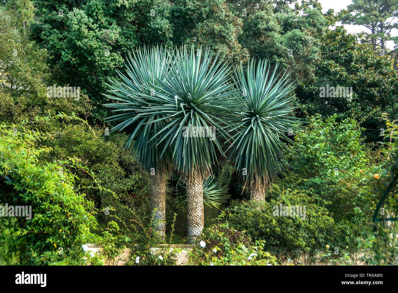 Big Bend-Yucca (Yucca rostrata), Portugal, Madeira Stockfoto