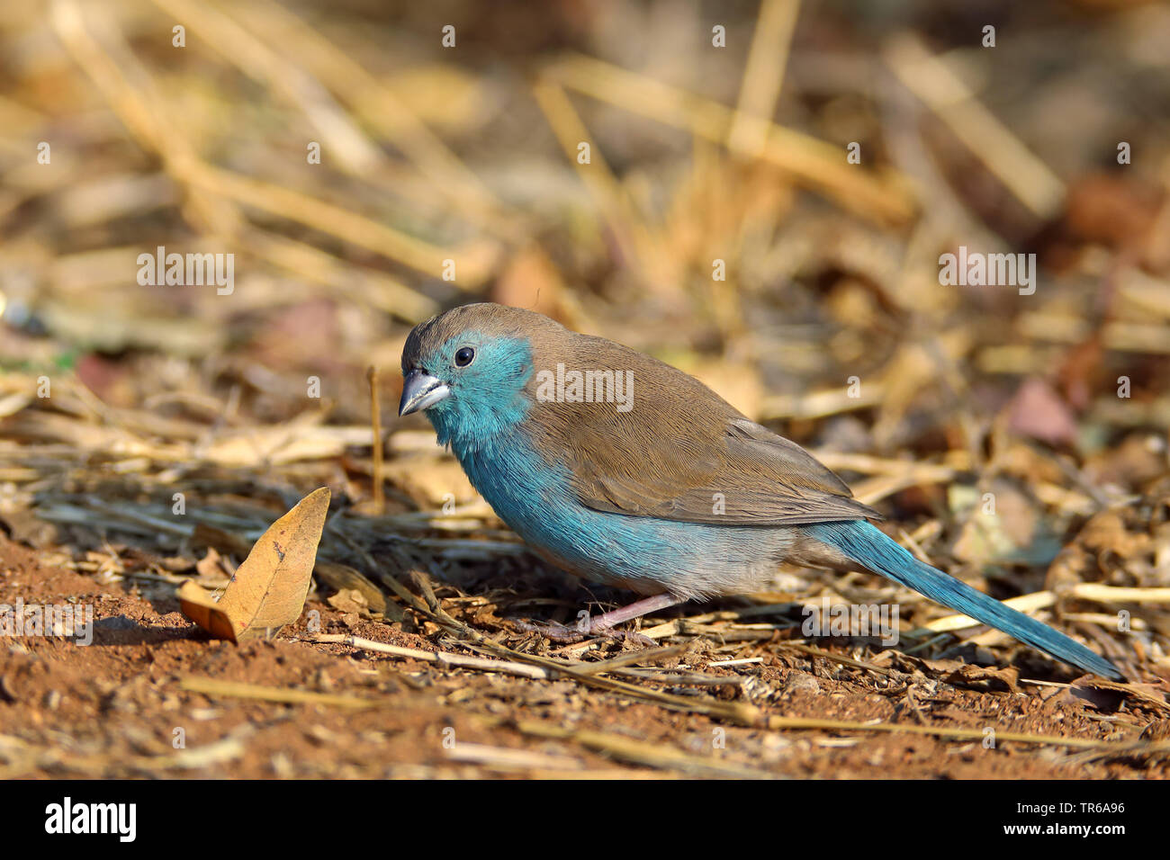 Blau waxbill, südlich des Blauen waxbill, blau-breasted waxbill, Southern Cordon-bleu, Blue ist Cordon-bleu, blue-breasted Cordon-bleu, Angola Cordon-bleu (Uraeginthus angolensis), auf der Suche nach Essen, Südafrika, North West Provinz, Pilanesberg National Park Stockfoto