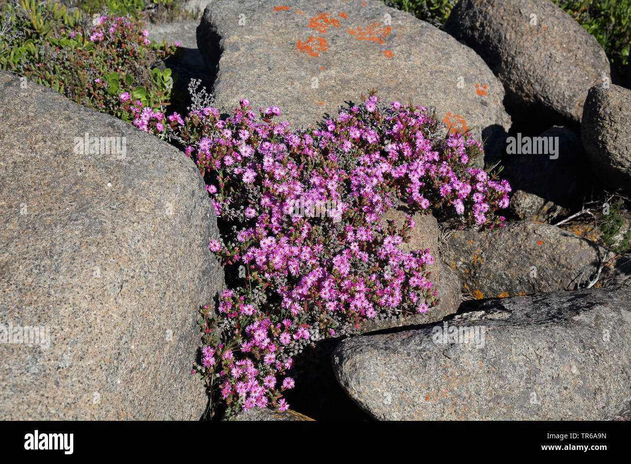 Gemeinsame Tau Dewflower Vygie, behaart, am Straßenrand Tau Vygie, Lila Mittagsblume, Rosea Ice-Werk (Drosanthemum hispidum), blühen unter den Felsen, Südafrika, Western Cape, West Coast National Park Stockfoto