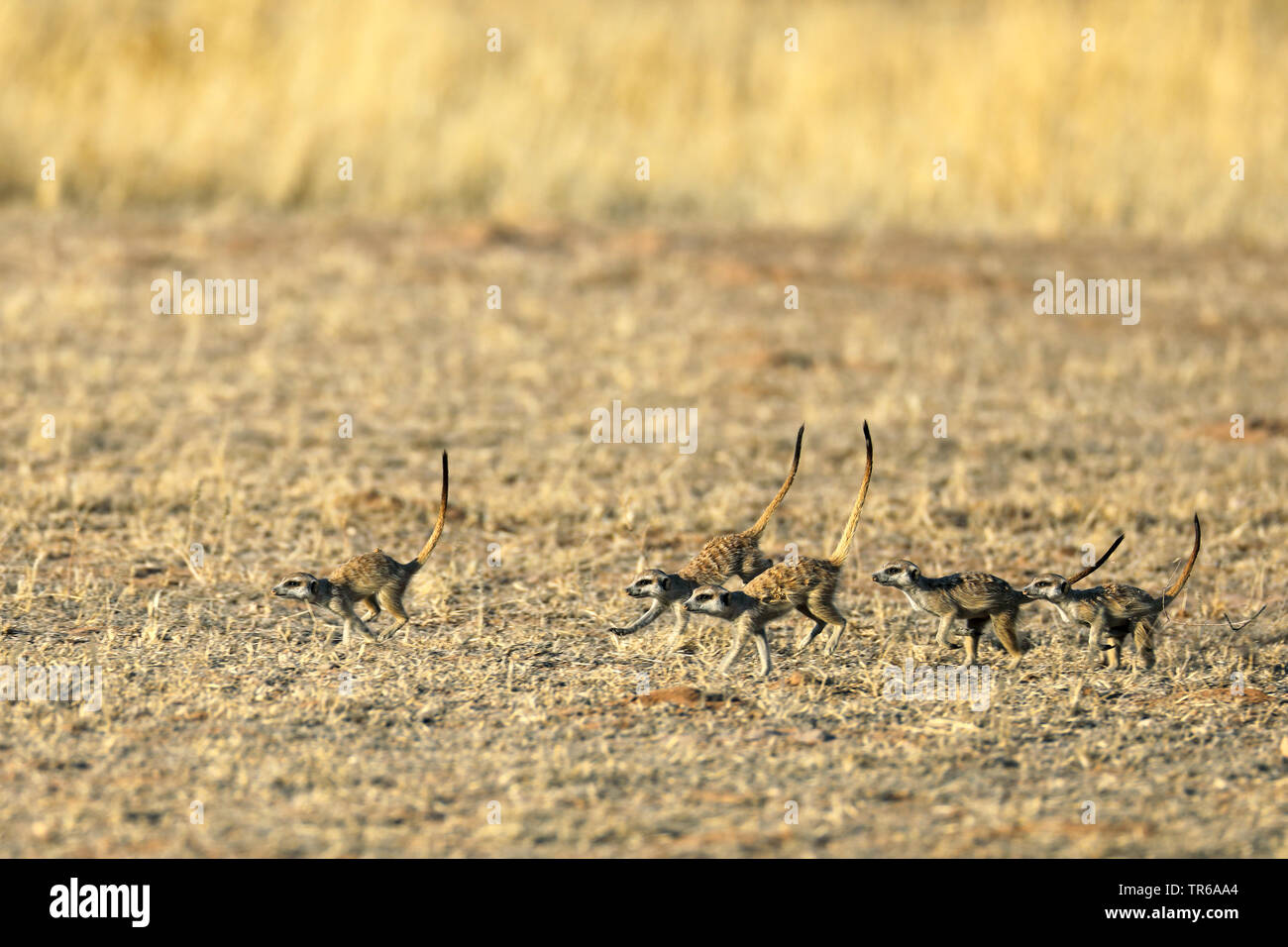 Erdmännchen, schlanke-tailed Erdmännchen (Suricata suricatta), laufende Gruppe, Südafrika, Kgalagadi Transfrontier National Park Stockfoto