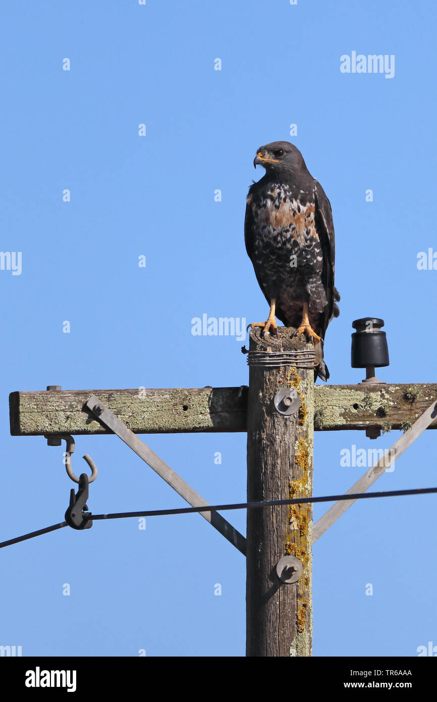 Schakal Bussard, Augur Mäusebussard (Buteo rufofuscus), sitzend auf einem Strommast, Südafrika, Western Cape, Rochrepan Stockfoto