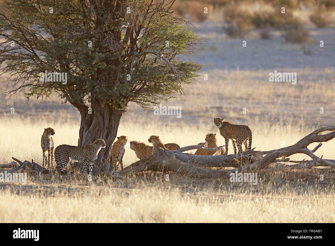Gepard (Acinonyx jubatus), Familie, die in der Savanne am Morgen, Südafrika, Kgalagadi Transfrontier National Park Stockfoto