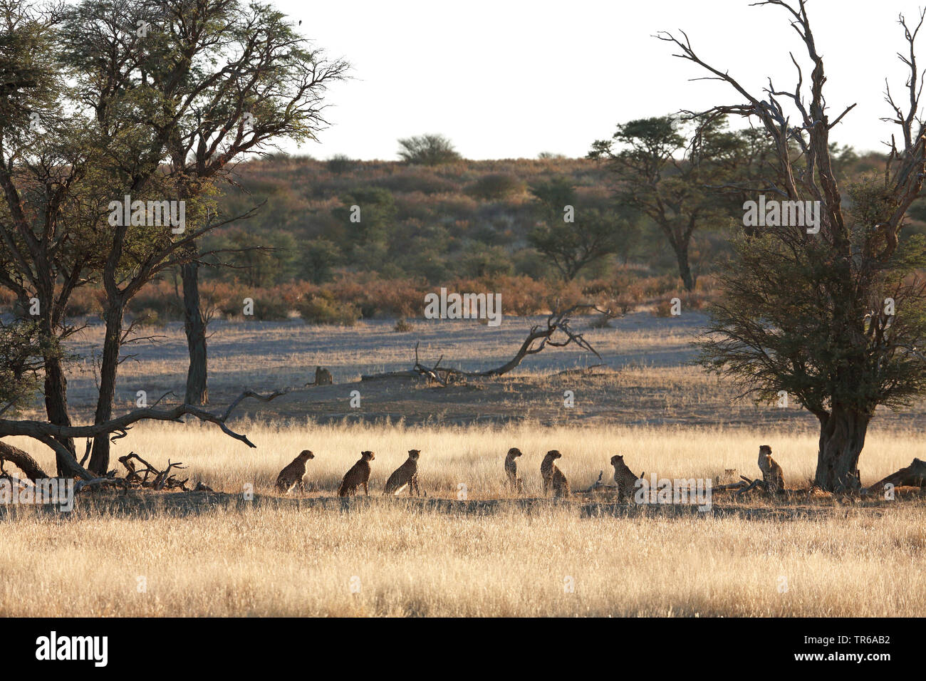 Gepard (Acinonyx jubatus), Familie in der Savanne am Morgen sitzen, Südafrika, Kgalagadi Transfrontier National Park Stockfoto