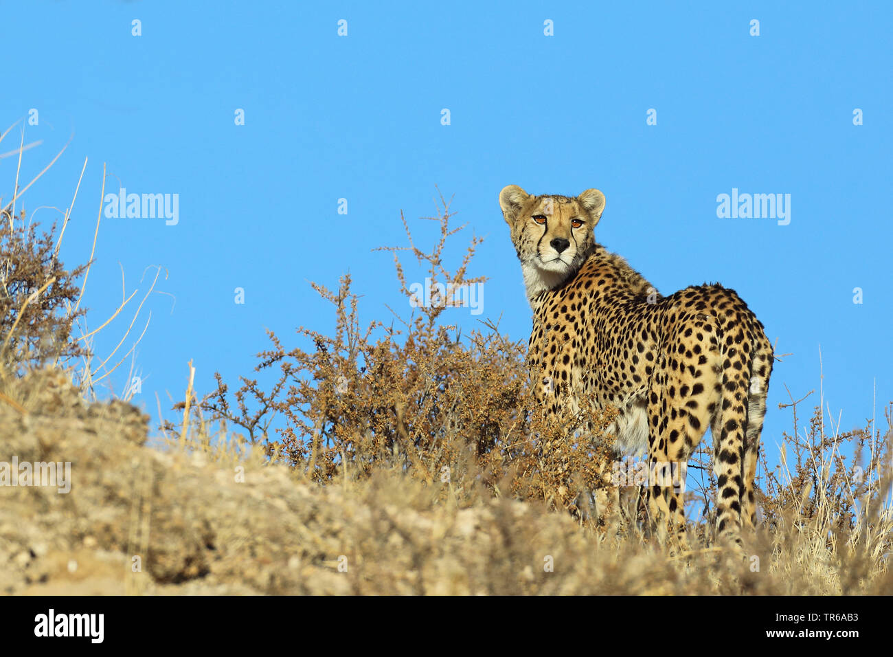 Gepard (Acinonyx jubatus), staning auf einer Düne und sieht zurück, Südafrika, Kgalagadi Transfrontier National Park Stockfoto